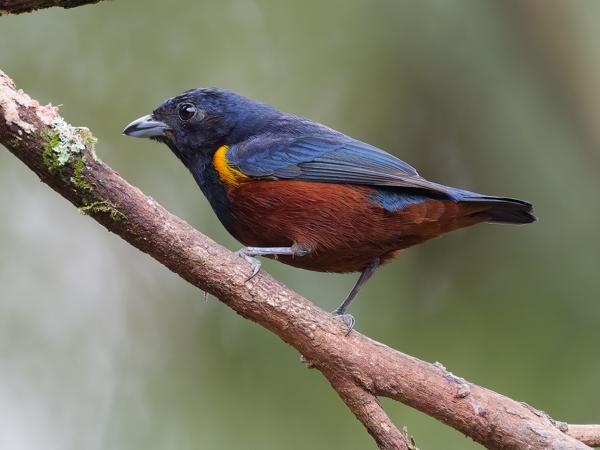 Kastanjebuikorganist (Euphonia pectoralis)